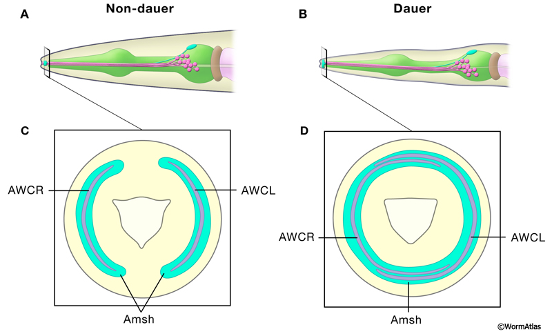 DNeuroFIG 4: Radial extension of AWC and the amphid sheath at the dauer nose tip.